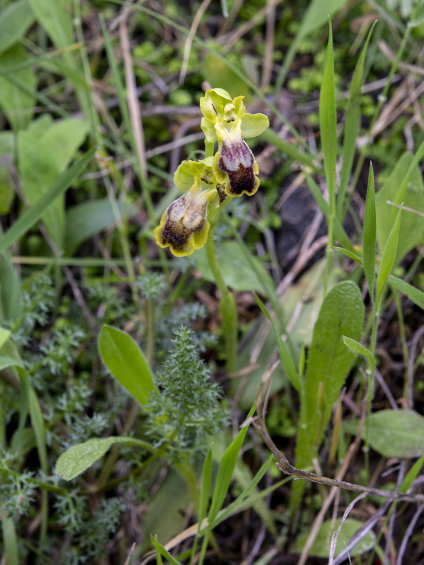 Ophrys alpujata x Ophrys fusca.01