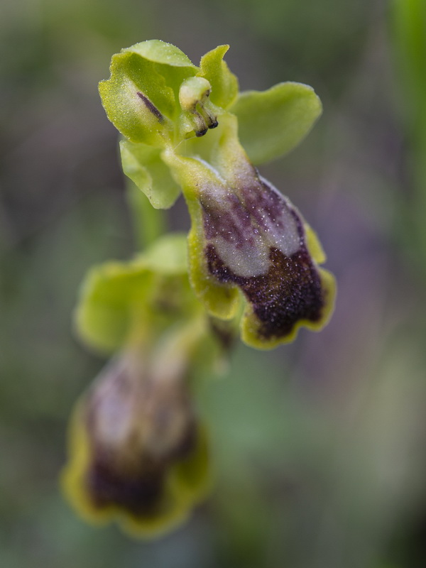 Ophrys alpujata x Ophrys fusca.02