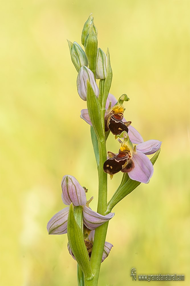 Ophrys apifera