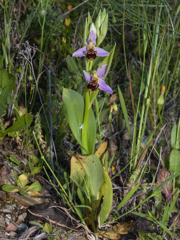 Ophrys apifera.01