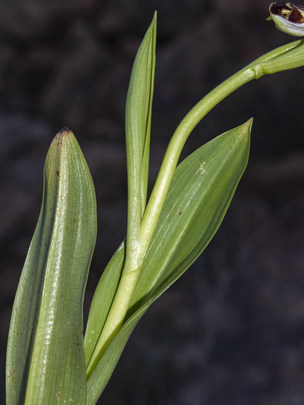 Ophrys apifera.04
