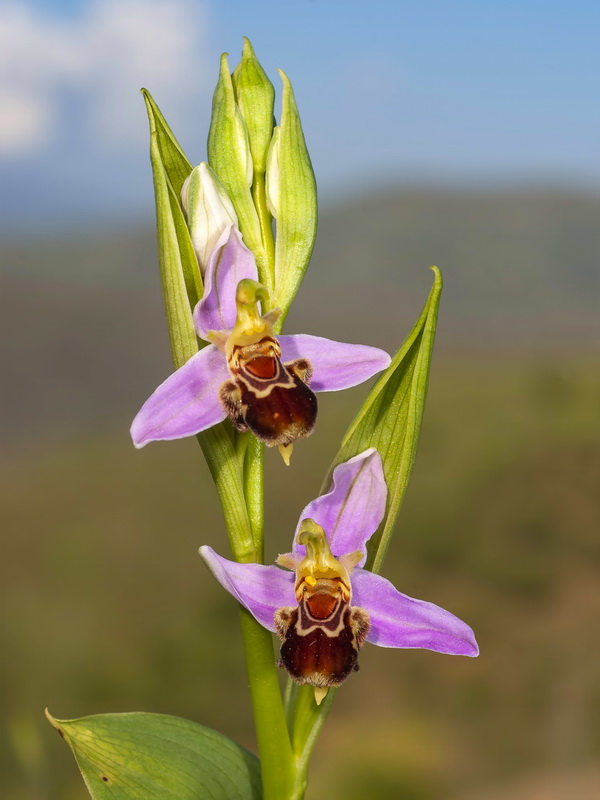 Ophrys apifera.07