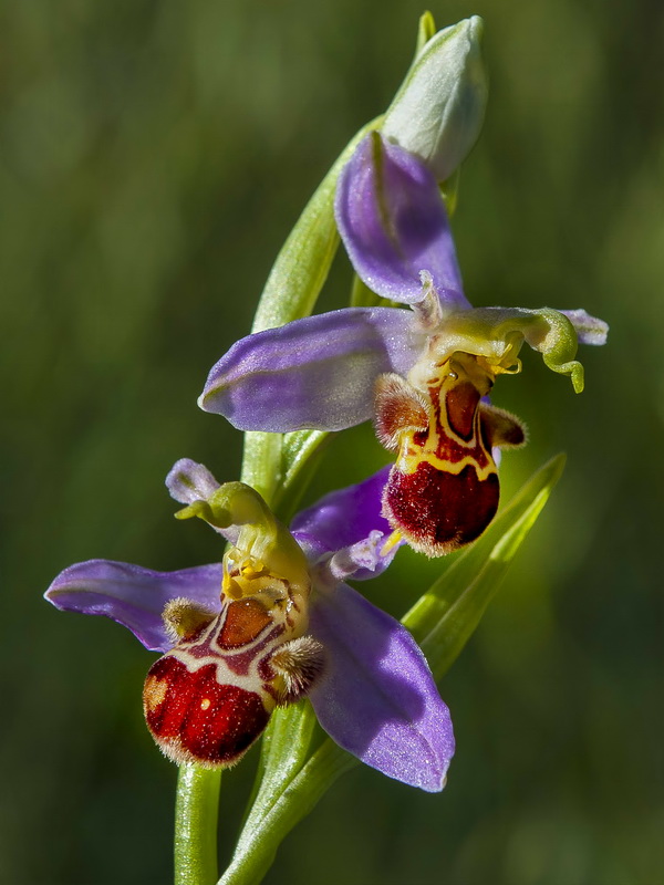 Ophrys apifera.09