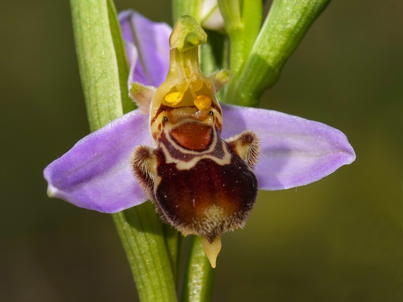 Ophrys apifera.13