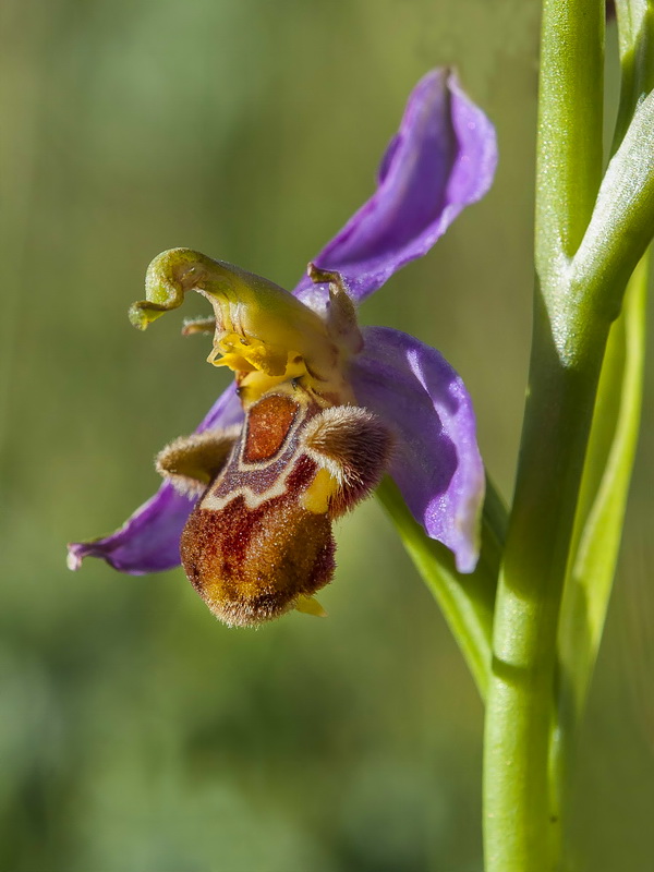 Ophrys apifera.15