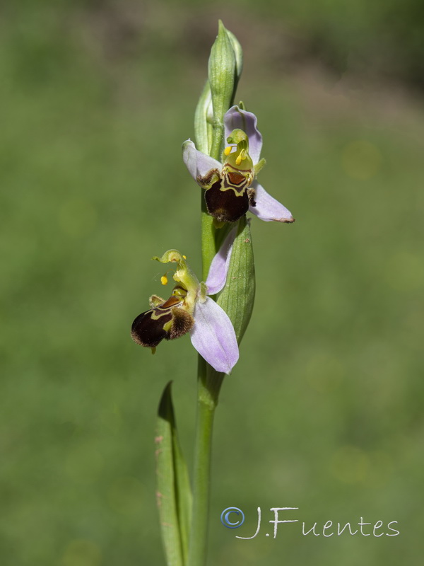 Ophrys apifera.25