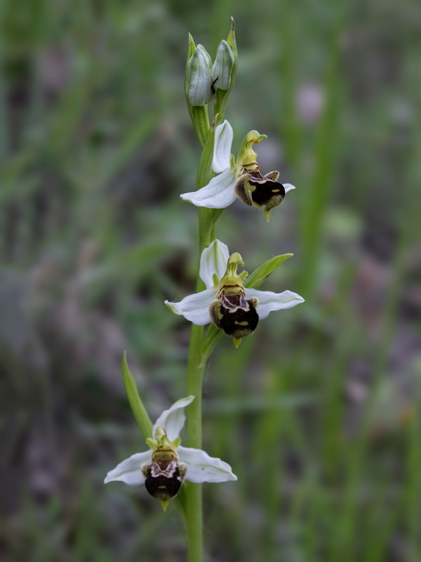 Ophrys apifera aurita.01
