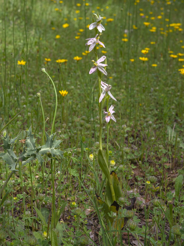 Ophrys apifera fraternalis.01
