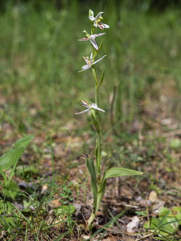 Ophrys apifera fraternalis.02