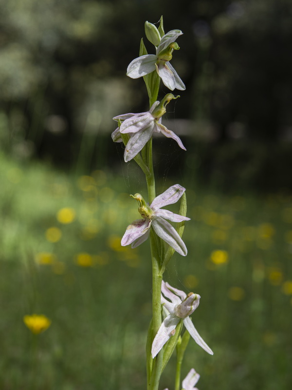 Ophrys apifera fraternalis.03