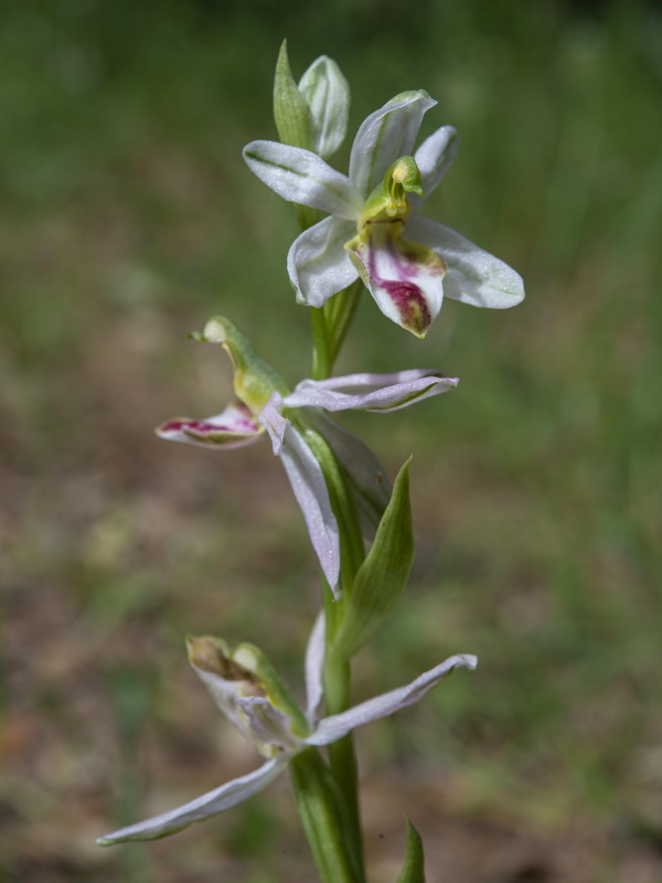 Ophrys apifera fraternalis.04