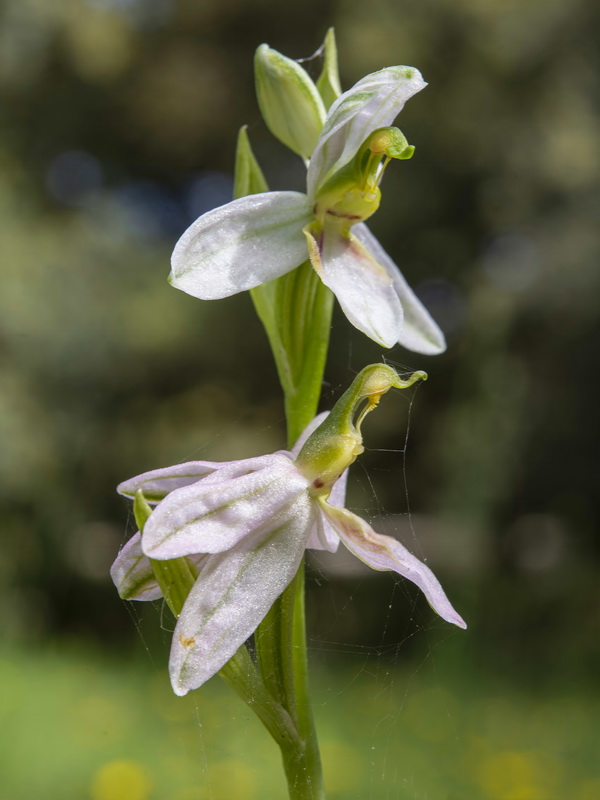 Ophrys apifera fraternalis.05