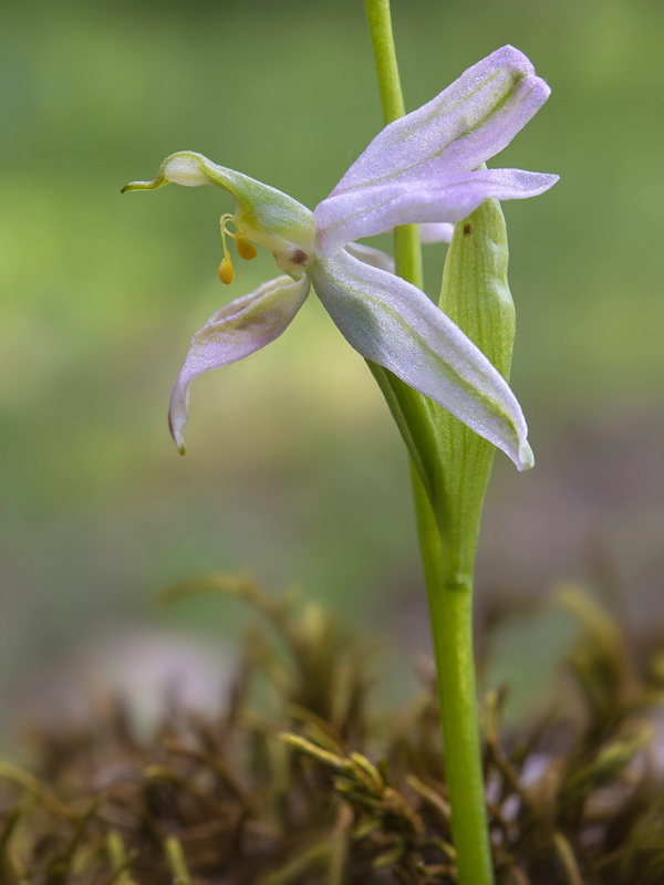 Ophrys apifera fraternalis.07
