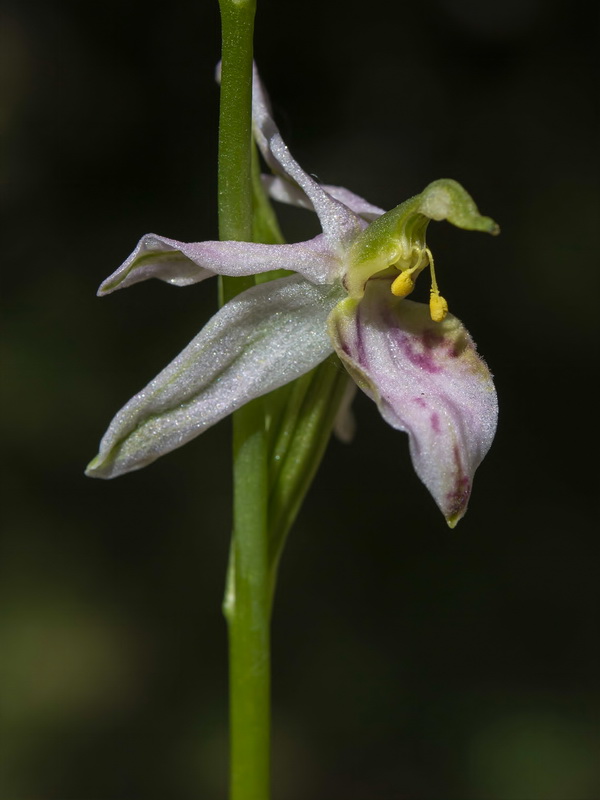 Ophrys apifera fraternalis.08