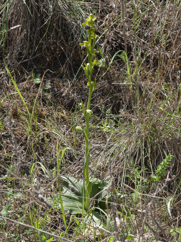 Ophrys arnoldii.01