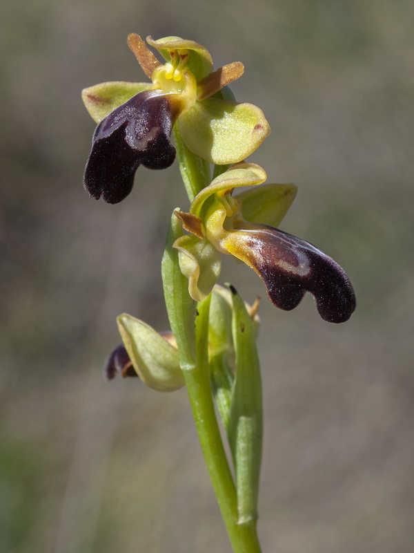 Ophrys arnoldii.05