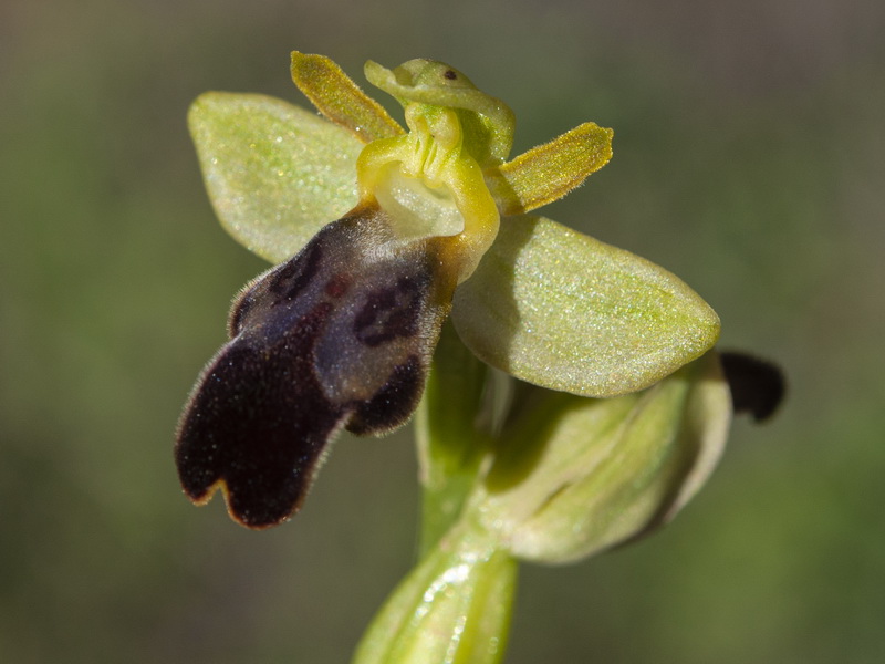 Ophrys arnoldii.12