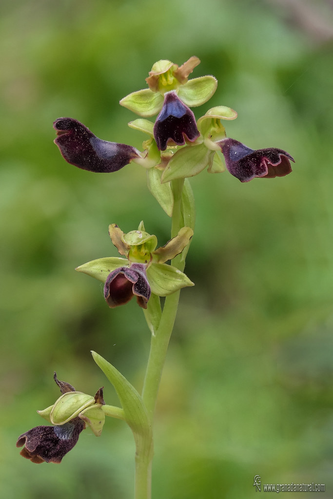 Ophrys atlantica