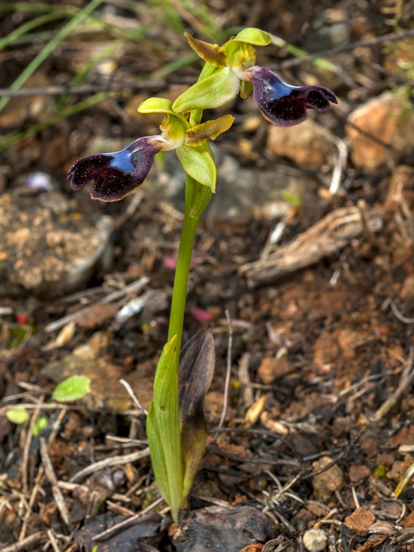 Ophrys atlantica.03