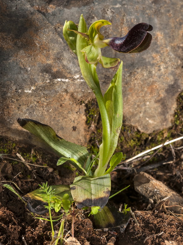 Ophrys atlantica.04
