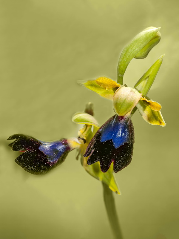 Ophrys atlantica.08