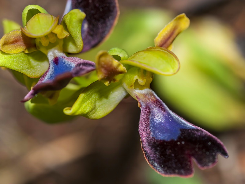 Ophrys atlantica.11