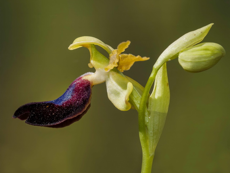 Ophrys atlantica.19