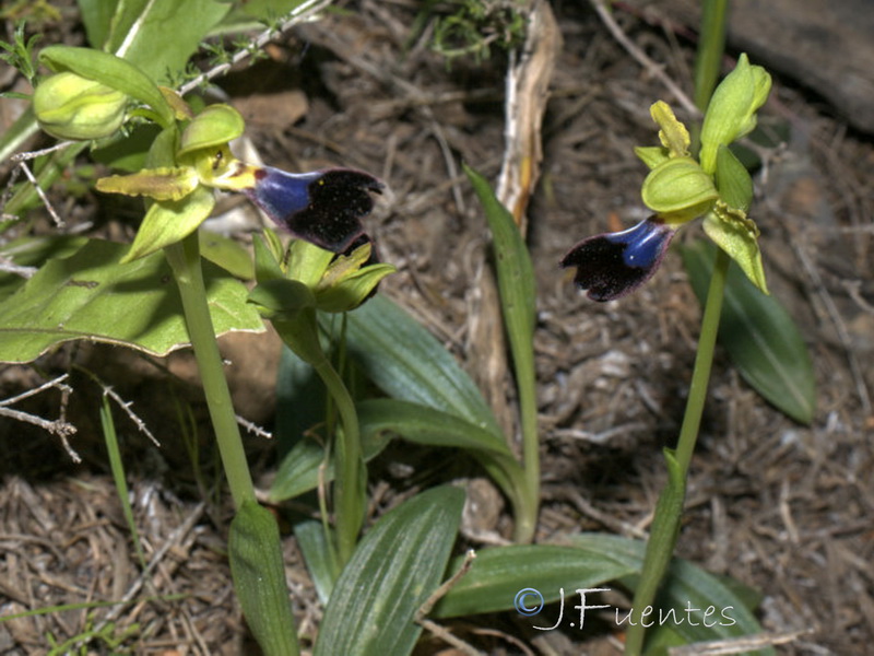 Ophrys atlantica.21