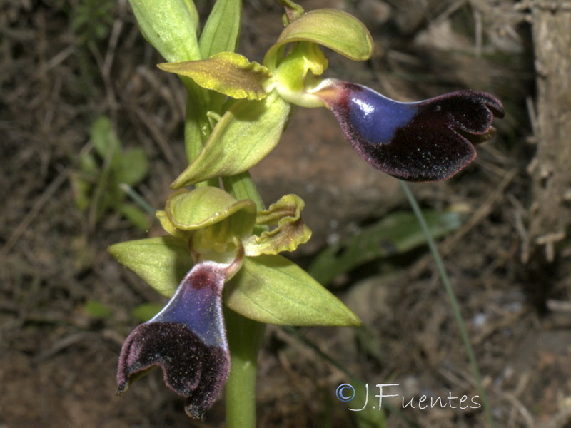 Ophrys atlantica.22