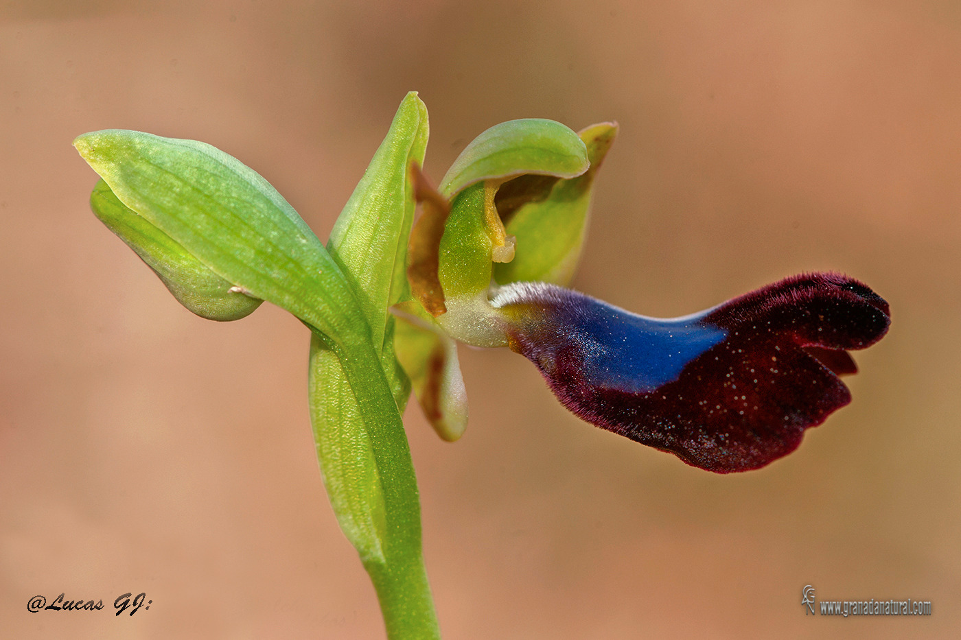 Ophrys atlantica