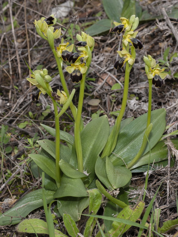 Ophrys bilunulata.02