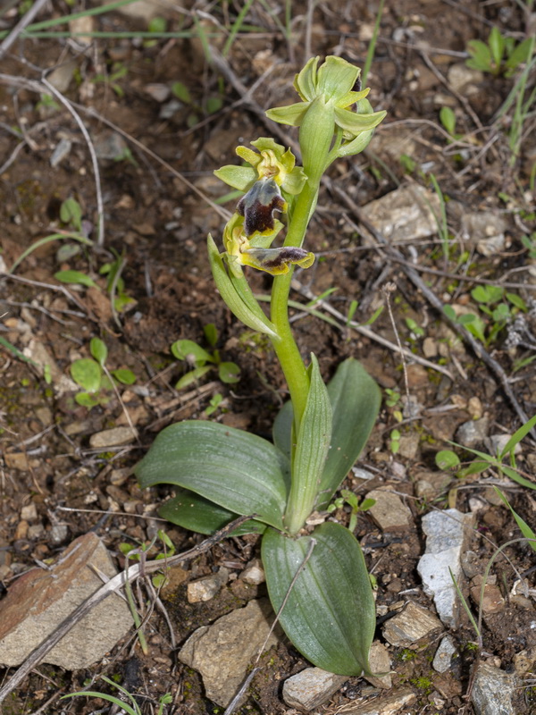Ophrys bilunulata.03