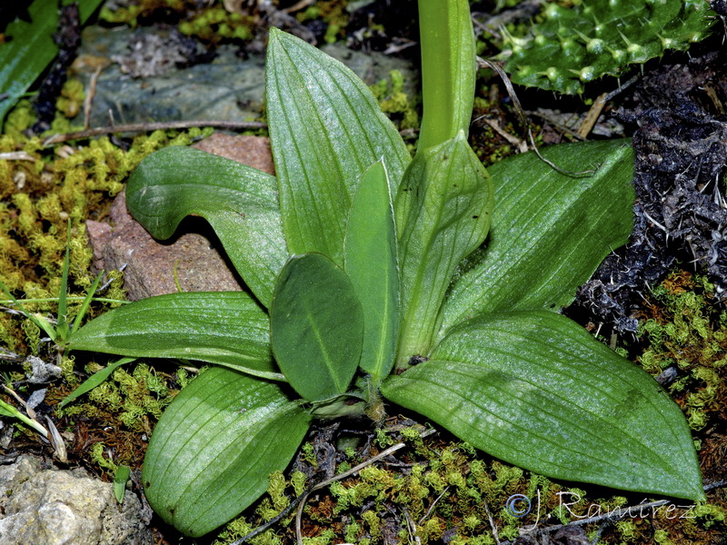 Ophrys bilunulata.101