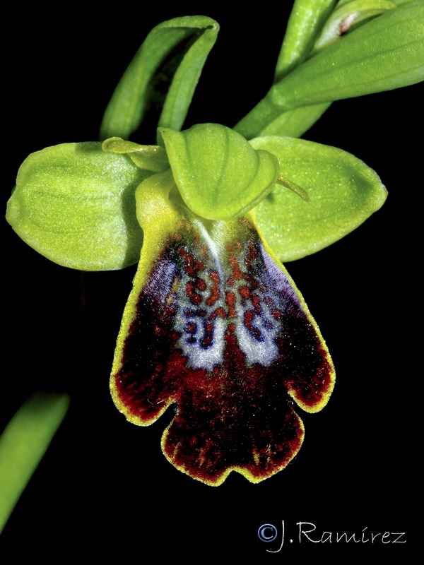 Ophrys bilunulata.105