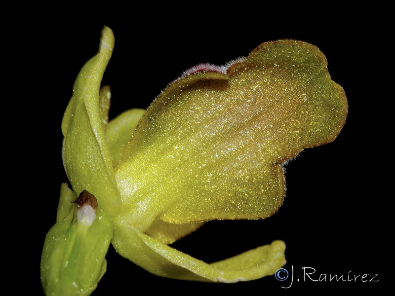 Ophrys bilunulata.108