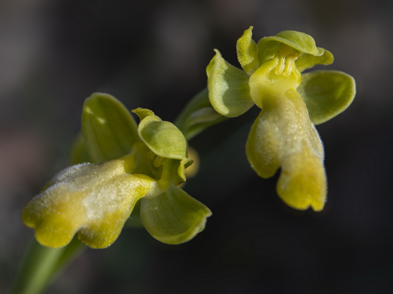 Ophrys bilunulata.24