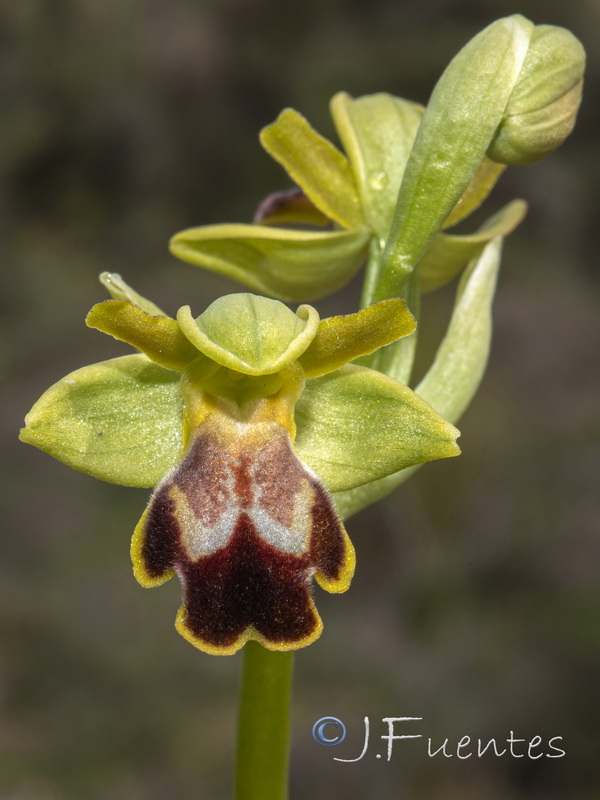 Ophrys bilunulata.28