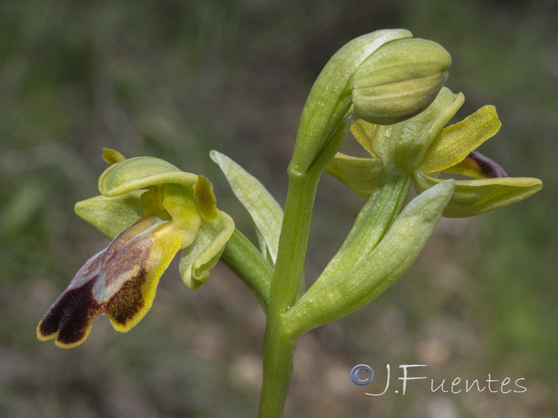 Ophrys bilunulata.29