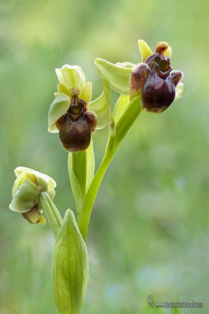 Ophrys bombiliflora