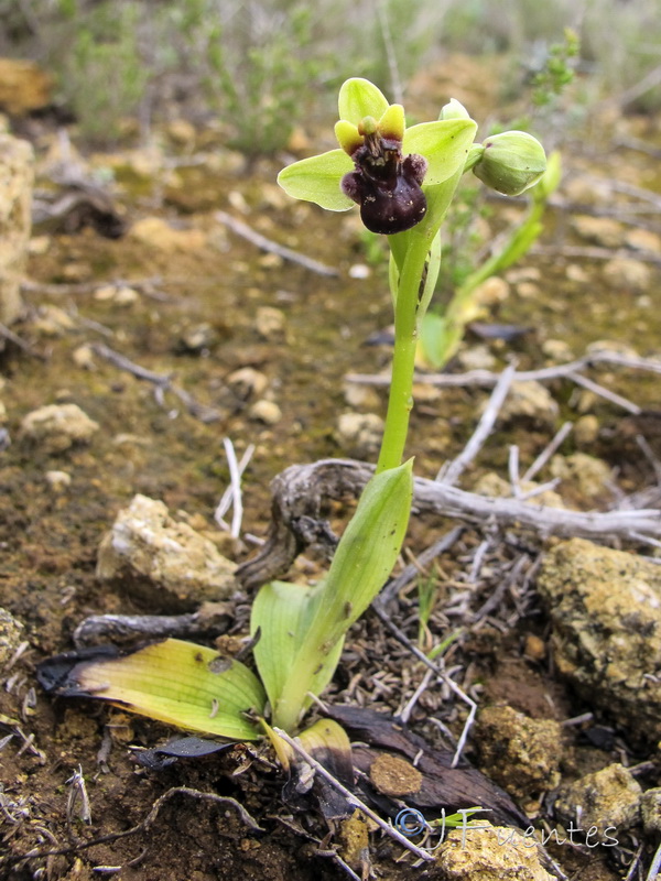 Ophrys bombyliflora.01