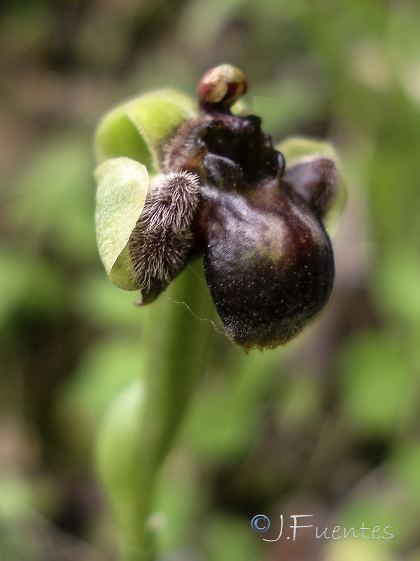 Ophrys bombyliflora.02