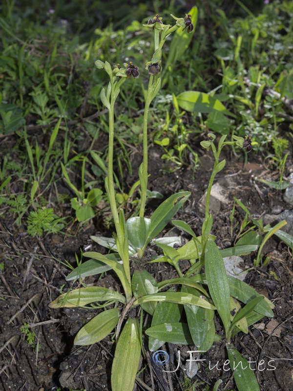 Ophrys bombyliflora.03