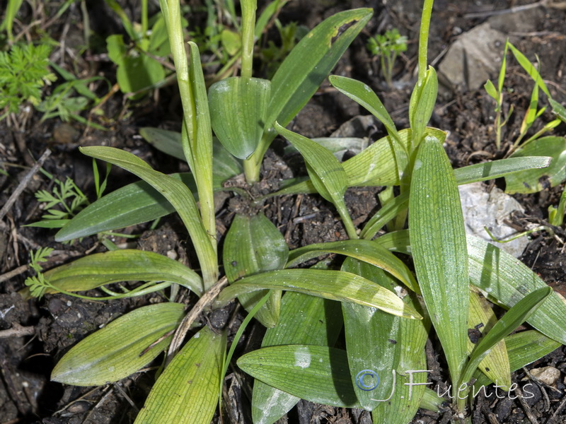 Ophrys bombyliflora.04