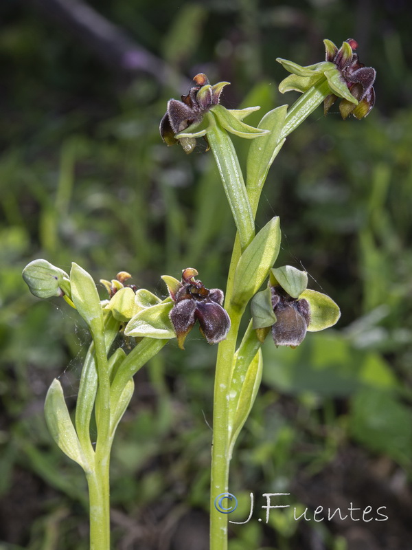 Ophrys bombyliflora.06
