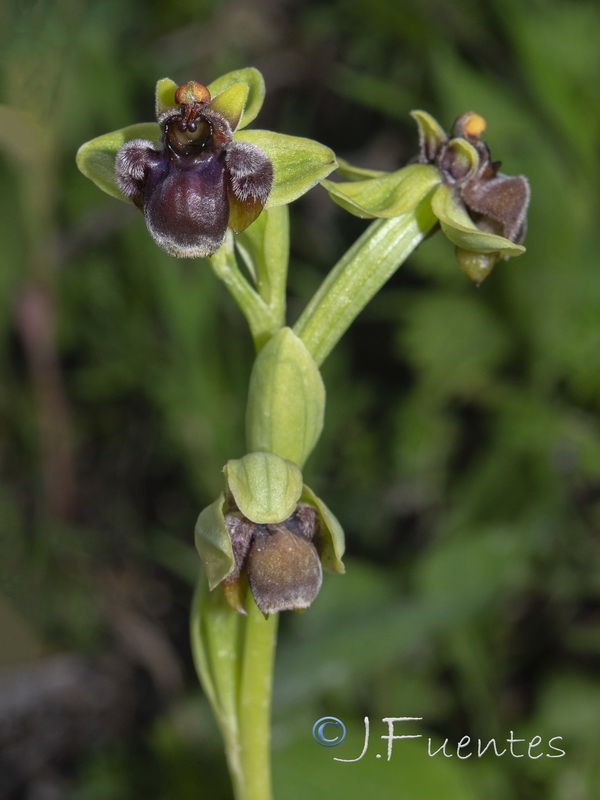 Ophrys bombyliflora.07