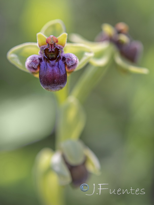 Ophrys bombyliflora.08