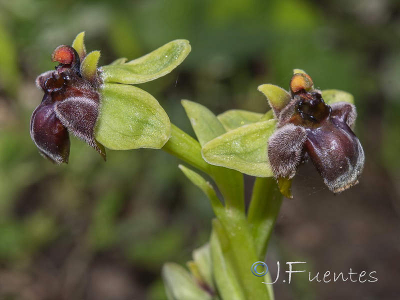 Ophrys bombyliflora.09