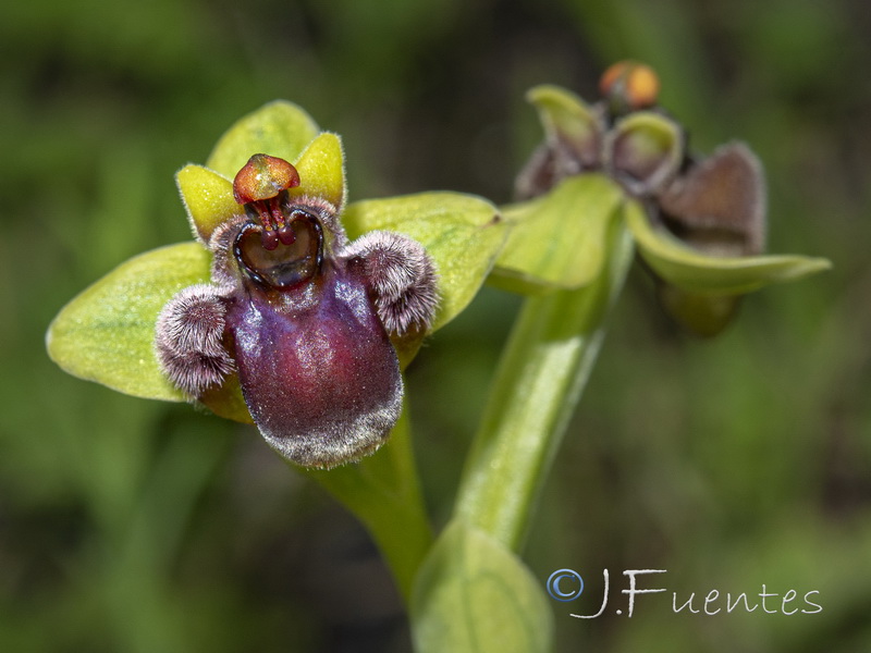 Ophrys bombyliflora.10