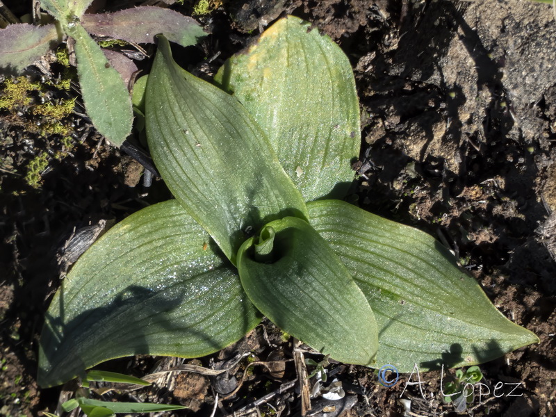 Ophrys bombyliflora.16