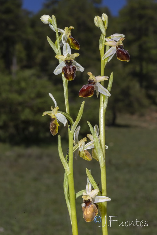 Ophrys castellana.01